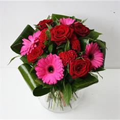 Gerbera Burst 