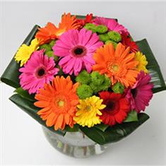 Just Gerberas 