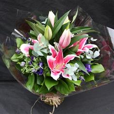 Little Miss Stargazer 