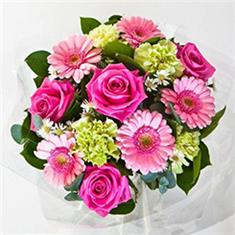 Pink Blush 