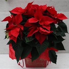 Pointsettia 