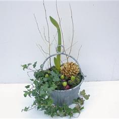 Amaryllis and Hyacinth 