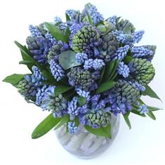 Hyacinth and Muscari 